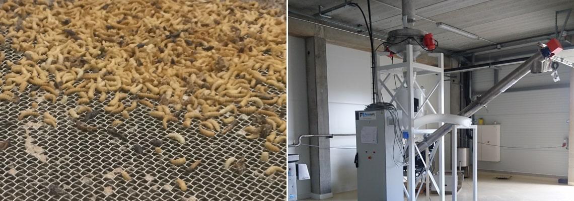 Workshop for the treatment of insect larvae  