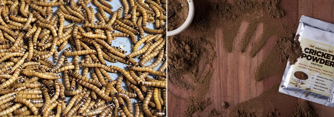 Élevage d'insectes poudres - Palamatic