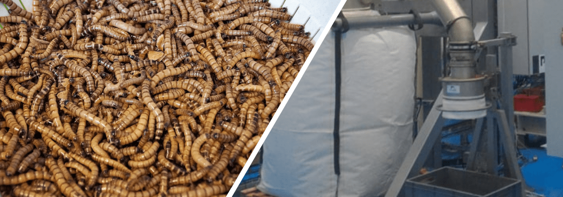 Lignes process élevage d'insectes