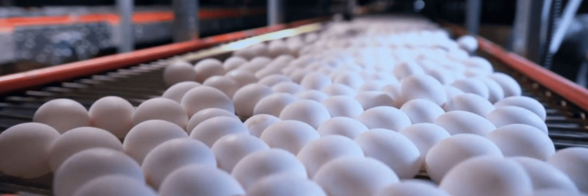 Tout savoir sur la manutention des poudres d'œufs et ovoproduits