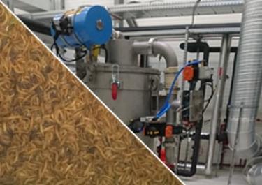 Atelier de tri d'insectes entomoculture