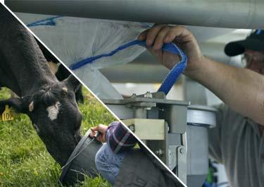 palamatic-process-flexmix-label-fr Une personne utilise un tuyau bleu pour interagir avec une machine grise tout en tenant une vache noire et blanche.