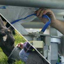 palamatic-process-flexmix-label-fr Une personne utilise un tuyau bleu pour interagir avec une machine grise tout en tenant une vache noire et blanche.